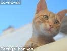 PRKLC